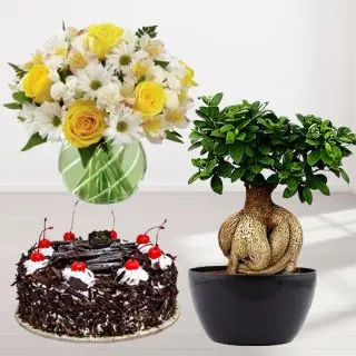 Mix flowers in vase with half kg premium black forest cake with ficus bonsai plant