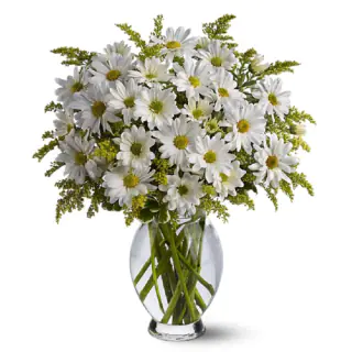 Decent Vase Arrangement of 20 white daisies 