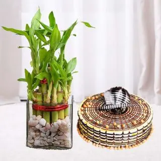 3 layer  lucky bamboo plant with 1 pound butterscotch cool cake