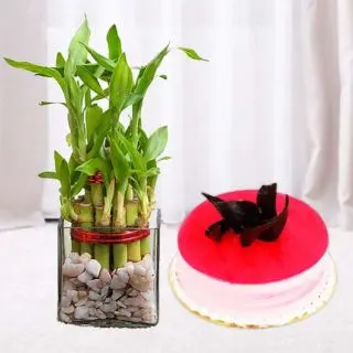 3 layer  lucky bamboo plant with 1 pound strawberry  cool cake