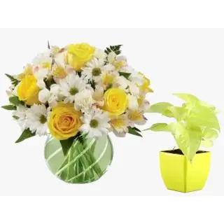 Mix flowers in glass  vase with Money plant in pot