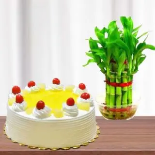 2  layer lucky bamboo plant with 1 pound pineapple cool cake