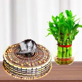 2 layer lucky bamboo plant with 1 pound butterscotch cake