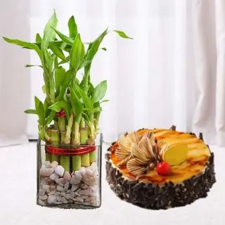 3 layer lucky bamboo plant with 1 pound Irish Coffee cool cake