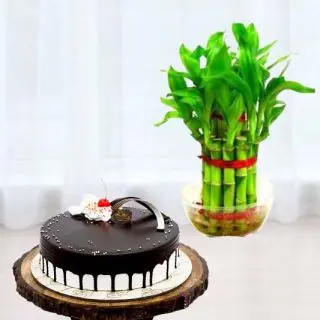 2  layer lucky bamboo plant with 1 pound  choco vanilla cool  cake