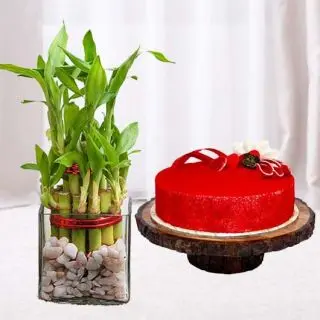 2  layer lucky bamboo plant with 1 pound  Red Velvet cool  cake