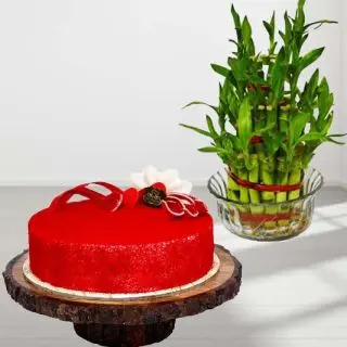 3 layer  lucky bamboo plant with 1 pound Red Velvet cool cake