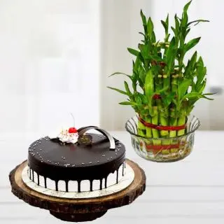 3 layer  lucky bamboo plant with 1 pound  Choco Vanilla  cool cake