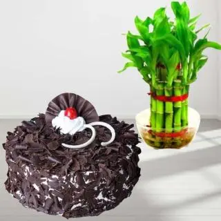 2 layer lucky bamboo plant with 1 pound Black Forest  cake