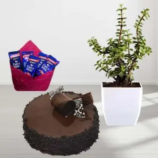1 pound double chocolate cake , Jade plant , with 5 dairy milk chocolates