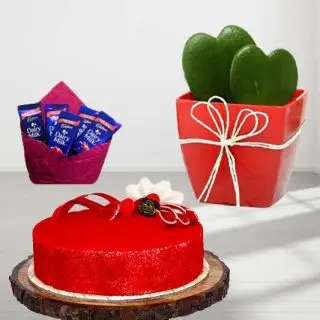 1 pound red velvet cool cake, Heart shape plant with pack of 5 dairy milk