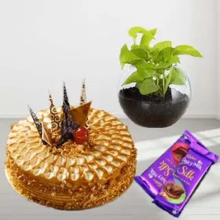 1 pound butterscotch cake with money plant terranium with set of 2 dairy milk chocolates