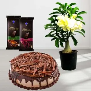 1 pound chocolate cheese cake with yellow adenium plant with 2 bournville chocolates