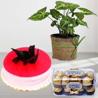 1 pound strawbery cool cake with money plant with 16 pcs rocher ferrero chocolates
