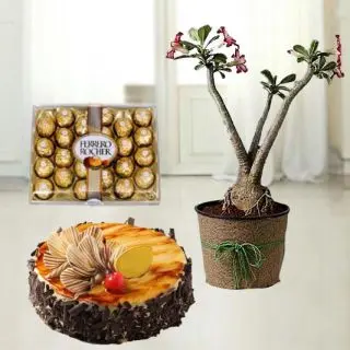 1 pound irish coffee cake, rose dessert bonsai with 24 pcs rocher ferrero chocolates