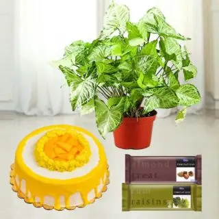 1 kg mango cake with set of 2 temptations with money plant in pot