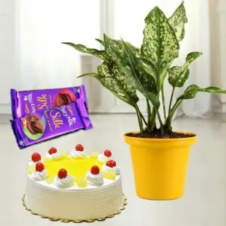 1 pound pineapple cake with aglaonema plant with 2 dairy milk silk