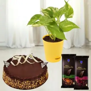 1 pound chocolate walnut cake with money plant in fibre pot with 2 bournville dark chocolate