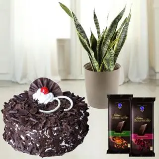 1 pound black forest cool cake with syseveriea plant in pot with set of 2 bournville chocolates