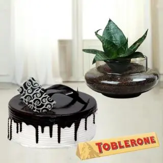 1 pound choco vanilla cake with synseveria plant in glass bowl with a toblerone chocolate