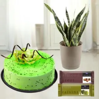 1 pound Kiwi cake with Syseveriea plant in pot with set of 2 temptation chocolates