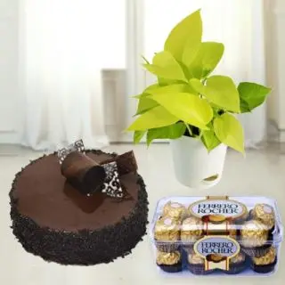 1 Pound double chocolate cake, Money plant in fiber pot with 16 pcs rocher ferrero chocolates