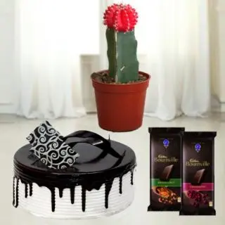 Beautiful Moon cactus plant with set of 2 bournville with 1 pound choco vanilla cool cake