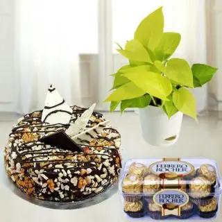 1 pound chocolate walnut cake with fresh money plant in pot with 16 pcs rocher ferero chocolates
