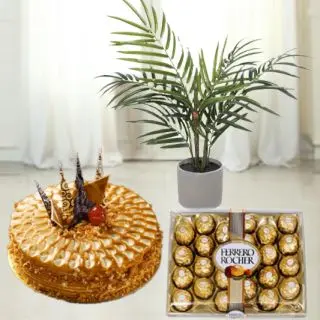 Areca Palm plant  in pot with 1 pound butterscotch premium quality cake with 24 pcs rocher ferrero chocolates