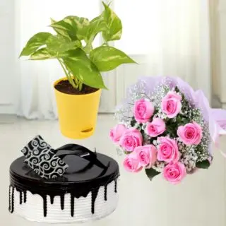 12 pink roses bouquet with 1 pound choco vanilla cake  with money plant in pot