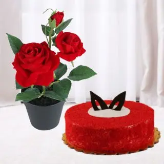 Red Roses Plant With 1 pound  premium Red Velvet  cake