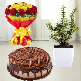 20 red and yellow roses bouquet with 1 pound chocolate cake with jade plant in pot