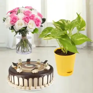 12 pink and white roses in glass vase, half kg irish coffee cake with money plant in glass bowl