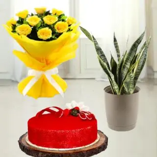 Bouquet of 12 yellow roses with 1 pound red velvet cake with syseveriea plant in pot