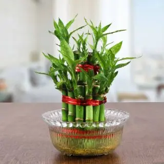 2 layer Lucky Bamboo plant in glass  bowl