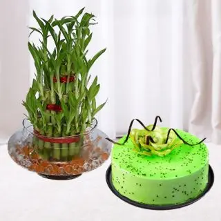 3 layer  lucky bamboo plant with 1 pound kiwi cake