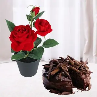 Red Roses Plant With 1 pound  premium chocolate truffle cake