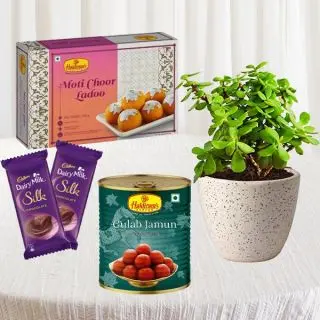 1 kg gulabjamun, jade plant in pot, 2 dairy milk silk, half kg motichoor laddoo 