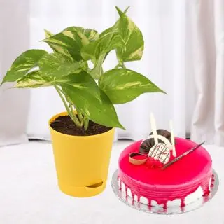 Delicious 1 Kg strawberry cake with Money plant 