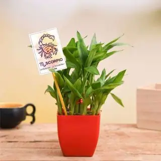 2 Layer Lucky Bamboo for Scorpio or Vrishchika Rashi Plant