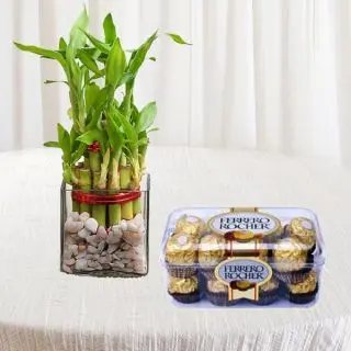 2 layer lucky bamboo plant with box of 16 pcs rocher ferrero chocolates 