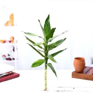 30 cm Lotus Lucky Bamboo Plant 