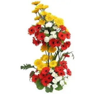 3 feet height arrangement of gerberas and carnatio