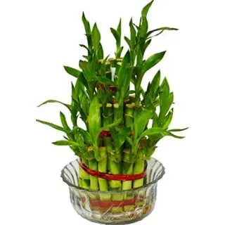 3 Layer Lucky Bamboo plant