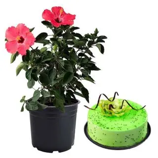 Hibiscus plant with 1 pound delicious kiwi  cool cake