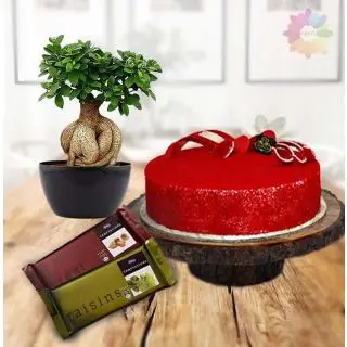 Ficus Bonsai Plant with 1 pound red velvet cake with  set of 2 temptations chocolates