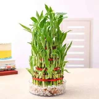 7 Layer Lucky Bamboo Plant in a Bowl with Pebbles 