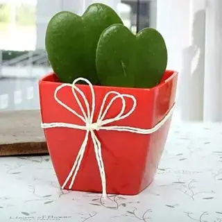 Love Plants in fiber pot