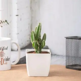 Acanthocereus Tetragonus - Cactus Plant 
