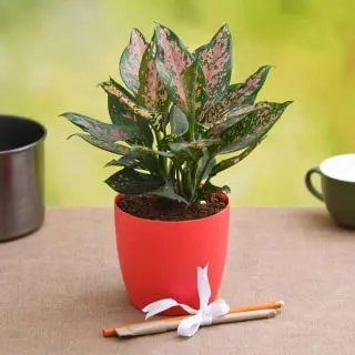 Aesthetic Aglaonema for Workaholic Father